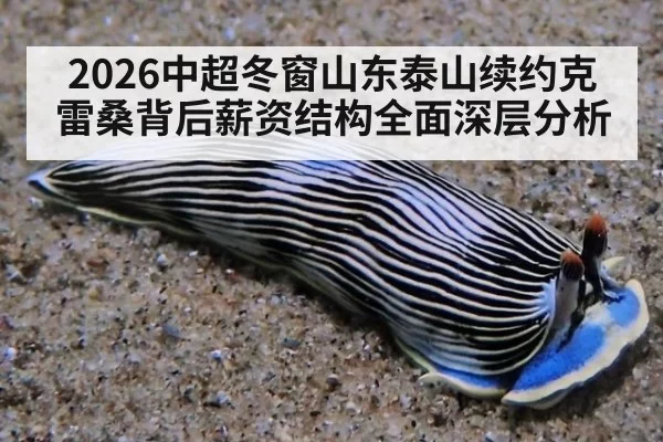 2026中超冬窗山东泰山续约克雷桑背后薪资结构全面深层分析